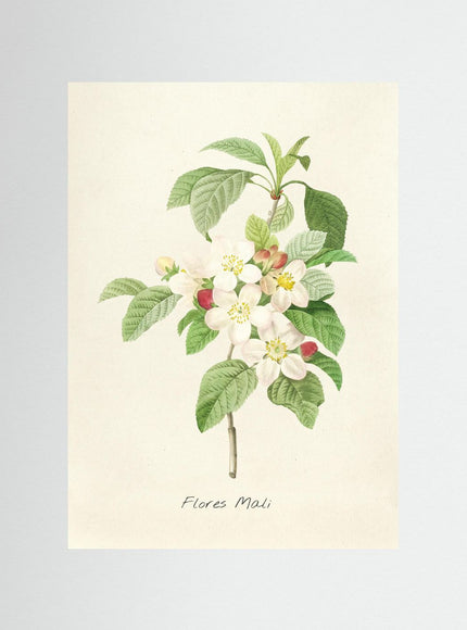 Flores Mali Apple Blossom Botanical Print - Framzio