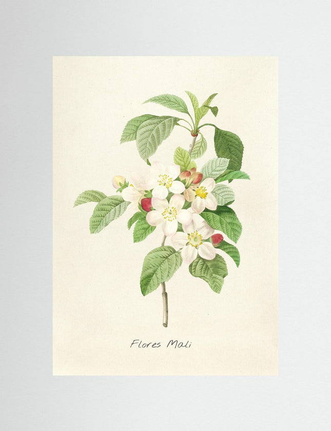 Flores Mali Apple Blossom Botanical Print - Framzio