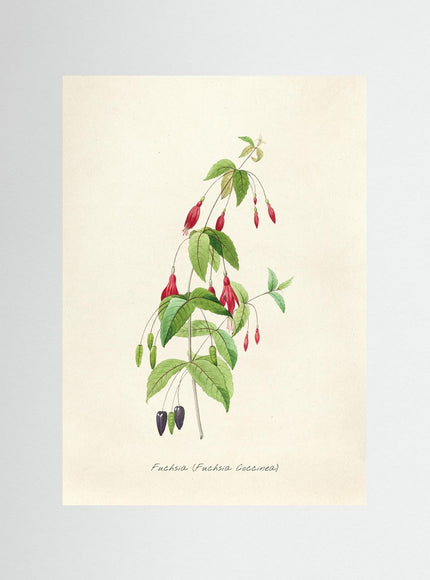 Fuchsia Coccinea Botanical Vintage Illustration Art Print - Framzio