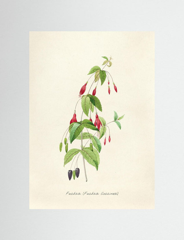 Fuchsia Coccinea Botanical Vintage Illustration Art Print - Framzio
