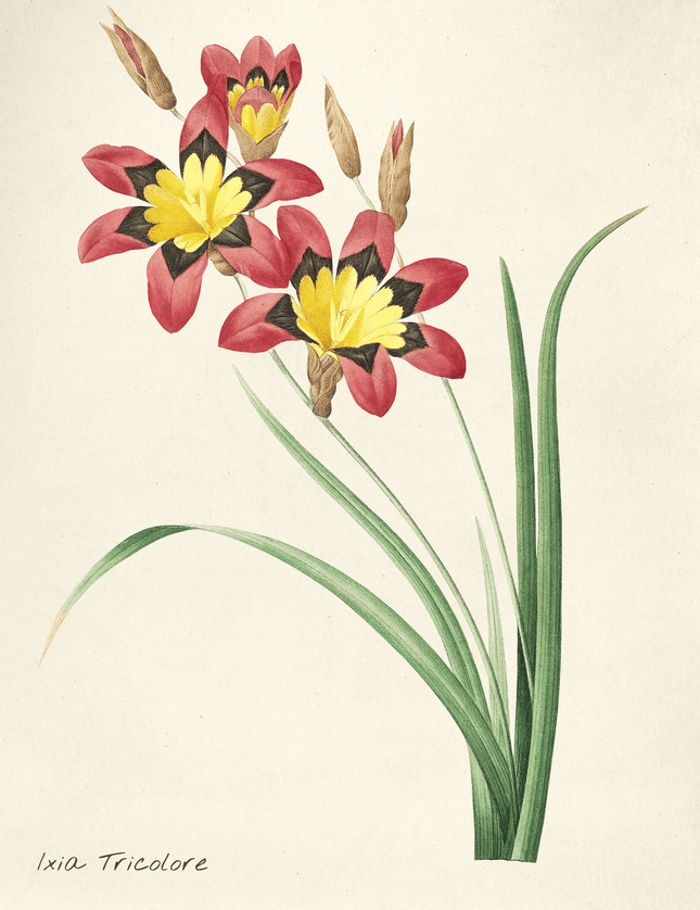 Ixia Tricolore Botanical Illustration Poster - Framzio