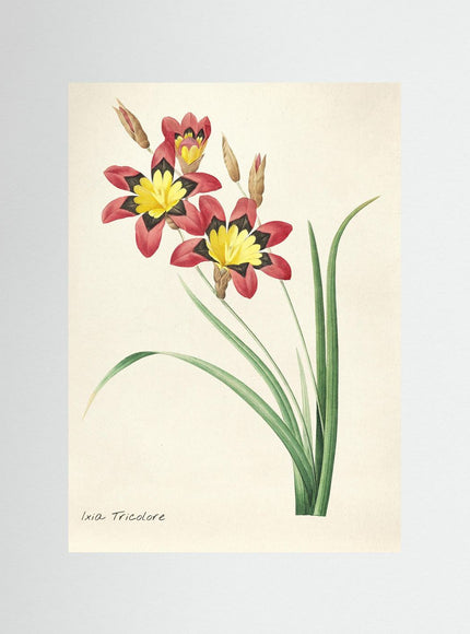 Ixia Tricolore Botanical Illustration Poster - Framzio