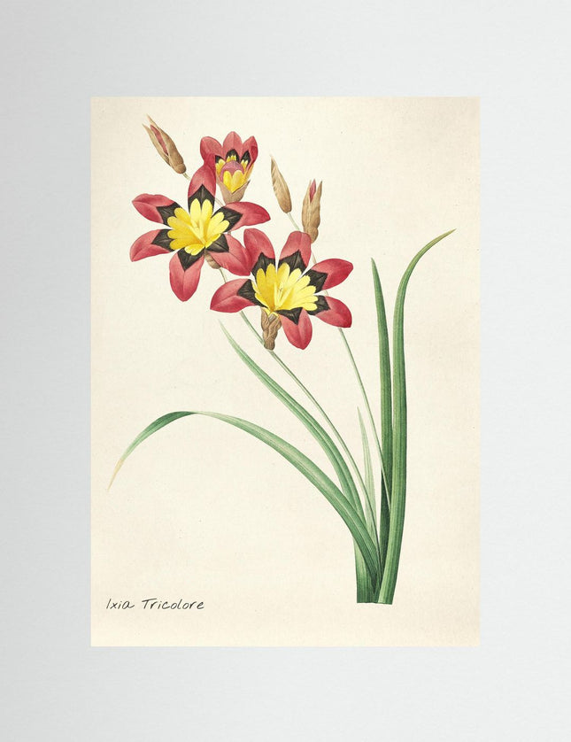 Ixia Tricolore Botanical Illustration Poster - Framzio