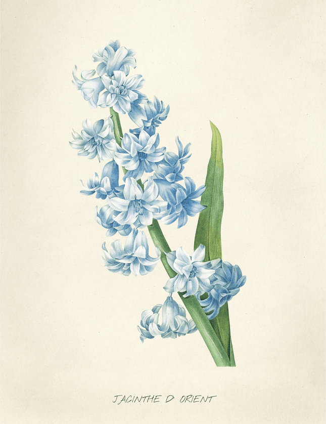 Jacinthe d'Orient Hyacinth Botanical Print - Framzio