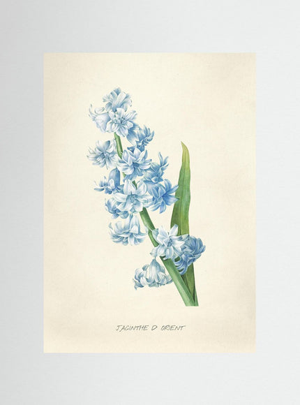 Jacinthe d'Orient Hyacinth Botanical Print - Framzio