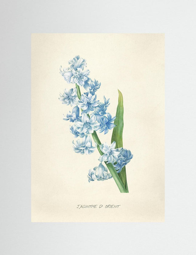 Jacinthe d'Orient Hyacinth Botanical Print - Framzio