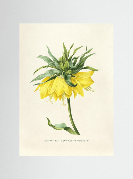 Kaiser's Crown Botanical Illustration Poster - Framzio