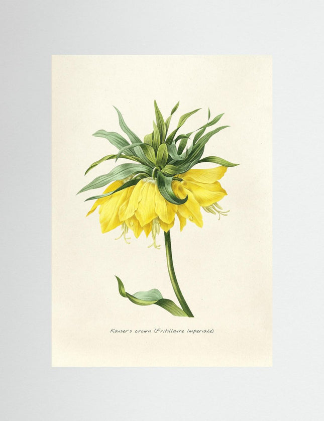 Kaiser's Crown Botanical Illustration Poster - Framzio