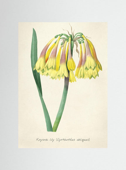 Krysna Lily Botanical Print – Vintage Yellow Flower Art - Framzio