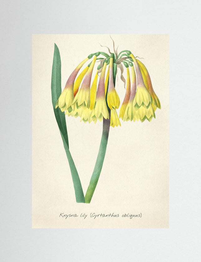 Krysna Lily Botanical Print – Vintage Yellow Flower Art - Framzio