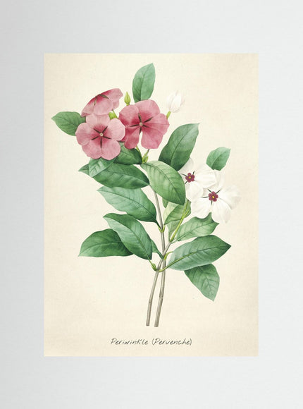 Periwinkle Botanical Art Print - Vintage Flower Illustration - Framzio
