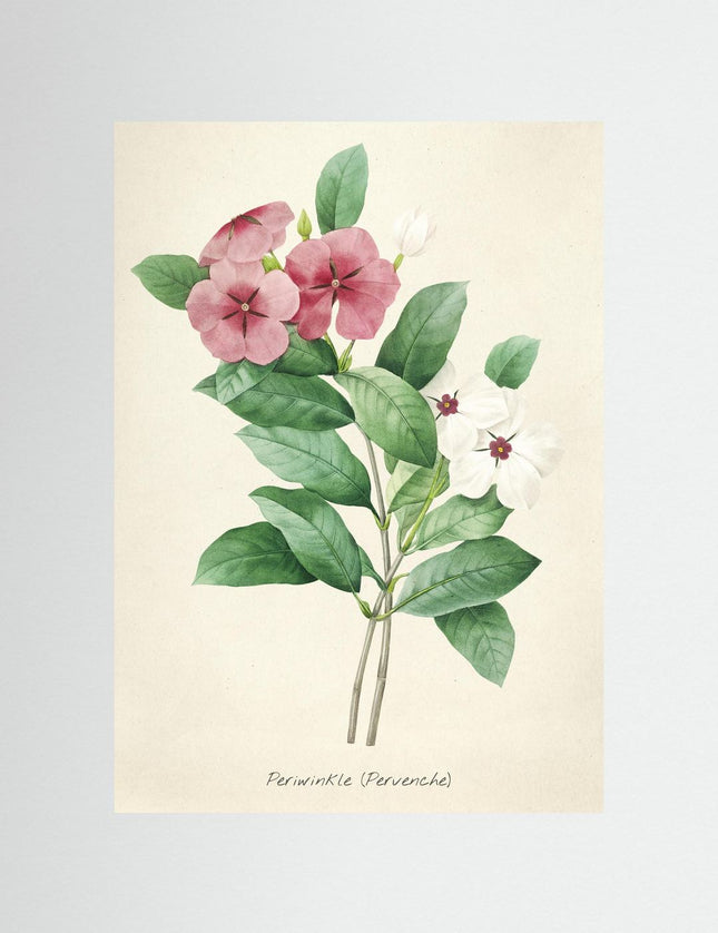 Periwinkle Botanical Art Print - Vintage Flower Illustration - Framzio