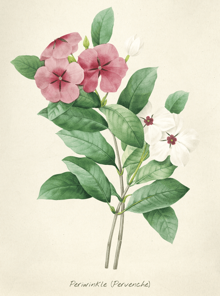Periwinkle Botanical Art Print - Vintage Flower Illustration - Framzio