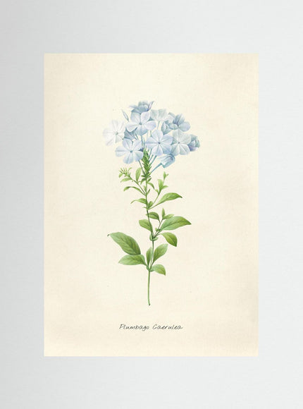 Plumbago Coerulea Botanical Poster - Vintage Floral Art Print - Framzio