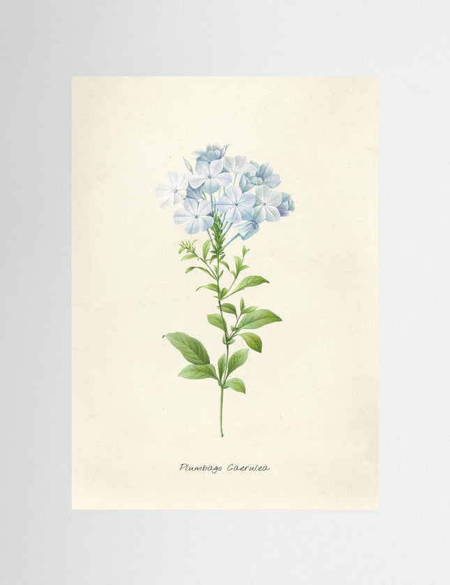 Plumbago Coerulea Botanical Poster - Vintage Floral Art Print - Framzio