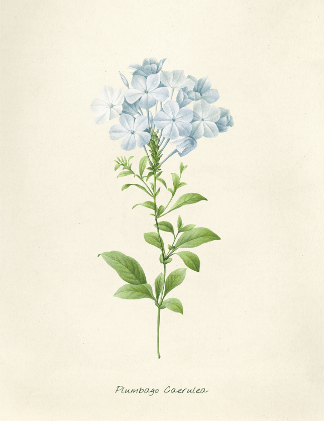 Plumbago Coerulea Botanical Poster - Vintage Floral Art Print - Framzio