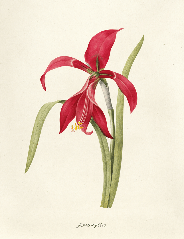 Red Amaryllis Botanical Art Print | Vintage Flower Poster - Framzio