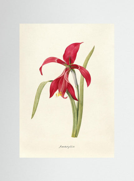Red Amaryllis Botanical Art Print | Vintage Flower Poster - Framzio