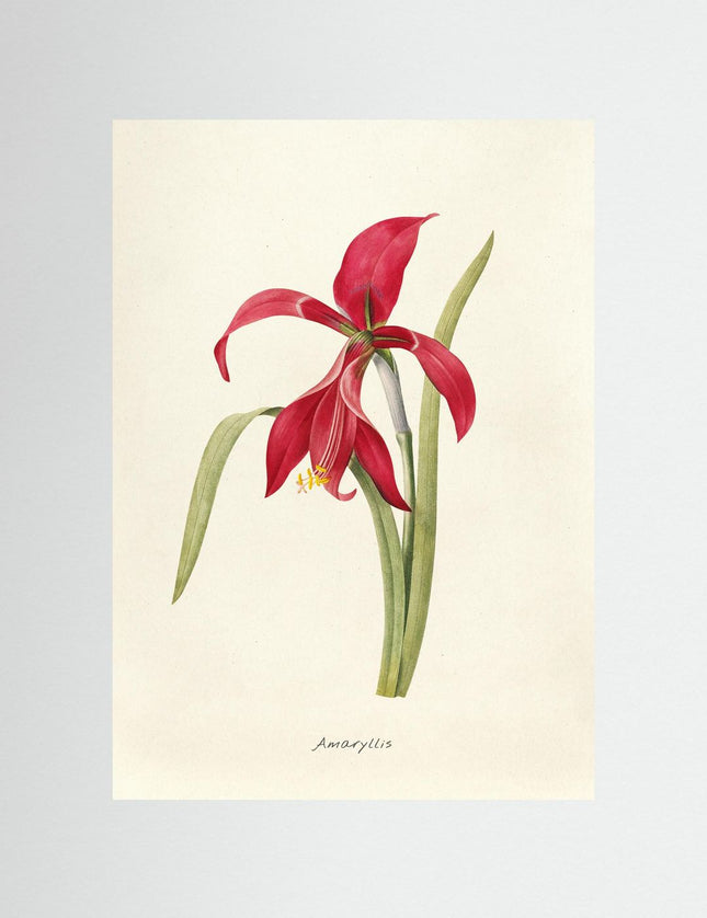 Red Amaryllis Botanical Art Print | Vintage Flower Poster - Framzio