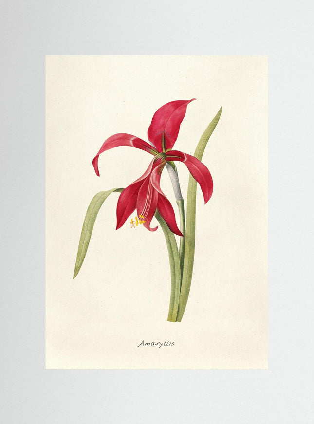 Red Amaryllis Botanical Art Print | Vintage Flower Poster - Framzio