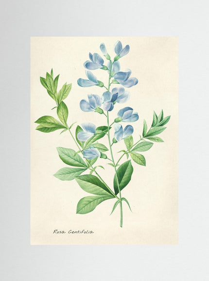 Rosa Centifolia Botanical Watercolor Poster - Framzio