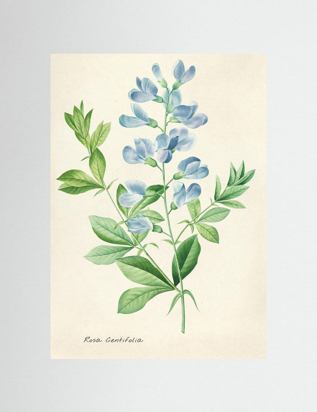 Rosa Centifolia Botanical Watercolor Poster - Framzio