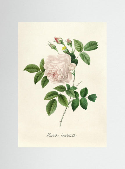Rosa Indica Botanical Rose Poster - Framzio