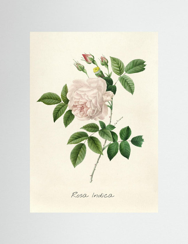 Rosa Indica Botanical Rose Poster - Framzio