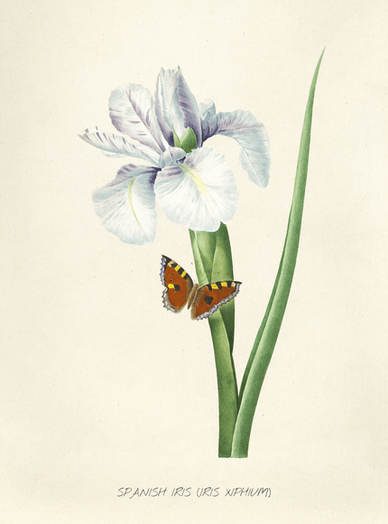 Spanish Iris Botanical Poster with Butterfly | Vintage Flower - Framzio