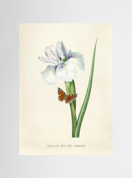 Spanish Iris Botanical Poster with Butterfly | Vintage Flower - Framzio