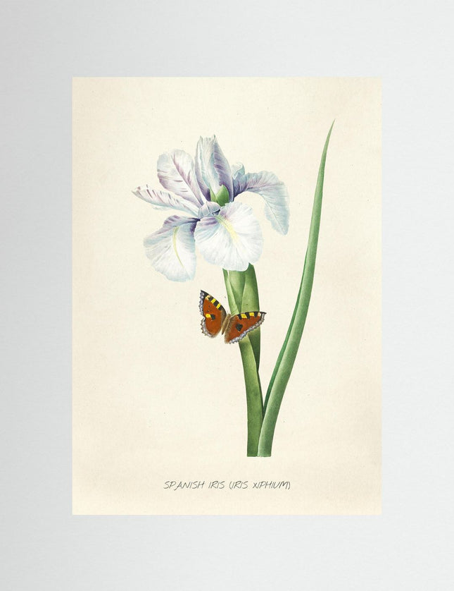 Spanish Iris Botanical Poster with Butterfly | Vintage Flower - Framzio