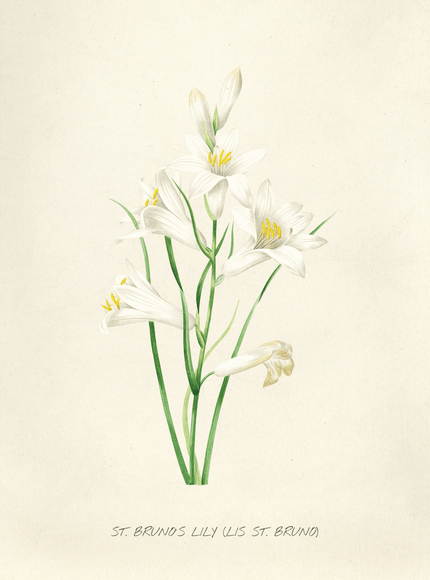 St. Bruno's Lily Botanical Art Print - Framzio
