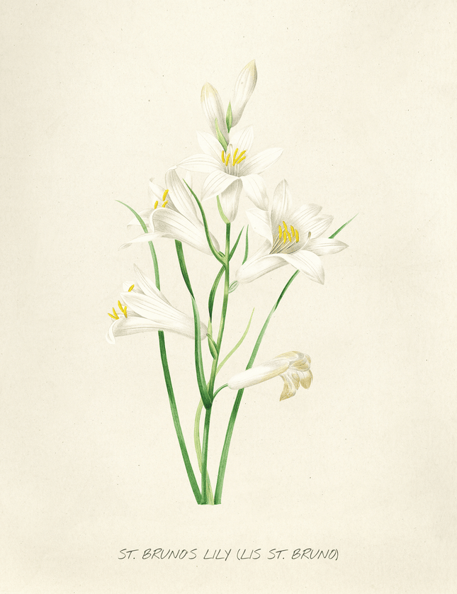 St. Bruno's Lily Botanical Art Print - Framzio