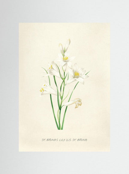 St. Bruno's Lily Botanical Art Print - Framzio