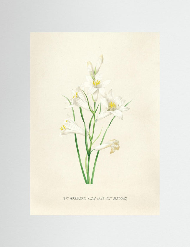 St. Bruno's Lily Botanical Art Print - Framzio