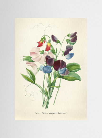 Sweet Pea Botanical Print - Vintage Flower Illustration - Framzio