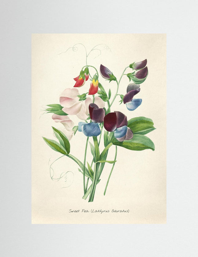Sweet Pea Botanical Print - Vintage Flower Illustration - Framzio