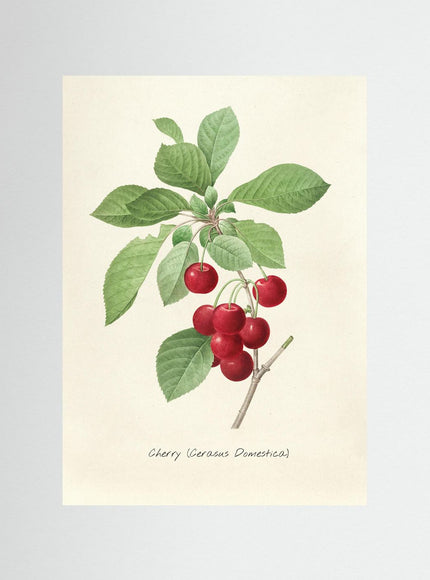 Vintage Cherry Botanical Illustration Poster - Framzio