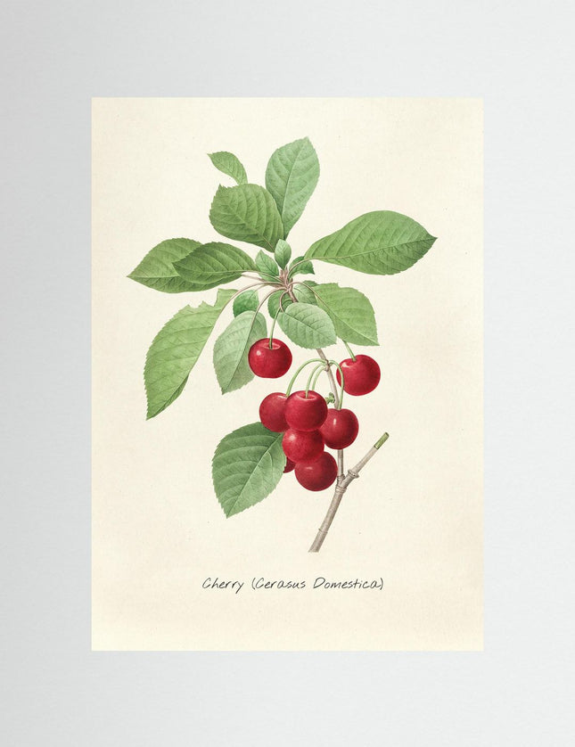 Vintage Cherry Botanical Illustration Poster - Framzio