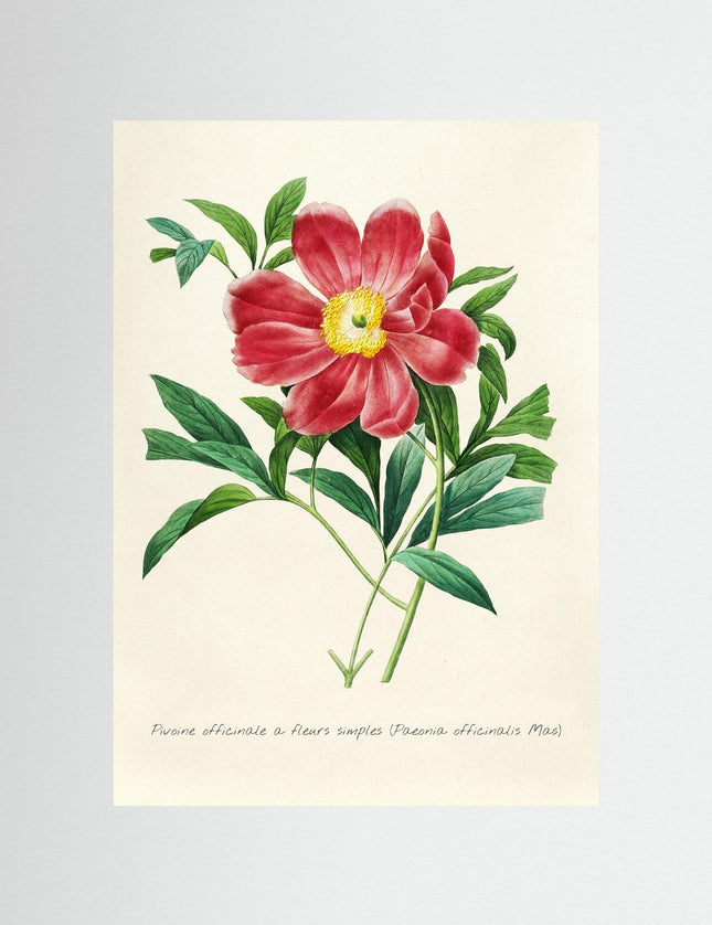 Vintage Peony Botanical Art Print | Paeonia Officinalis - Framzio