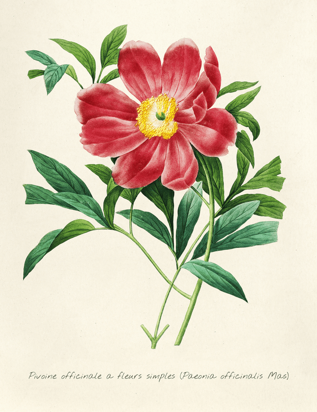 Vintage Peony Botanical Art Print | Paeonia Officinalis - Framzio