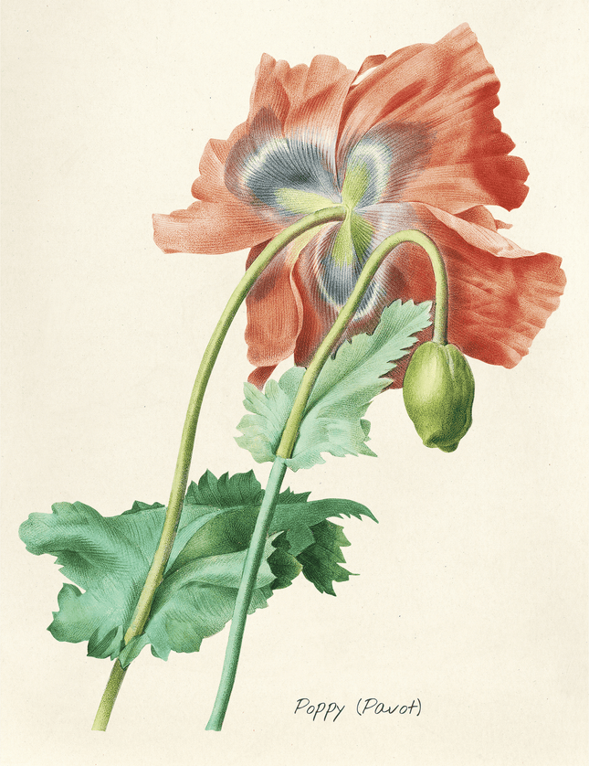 Vintage Poppy Botanical Illustration Print - Framzio