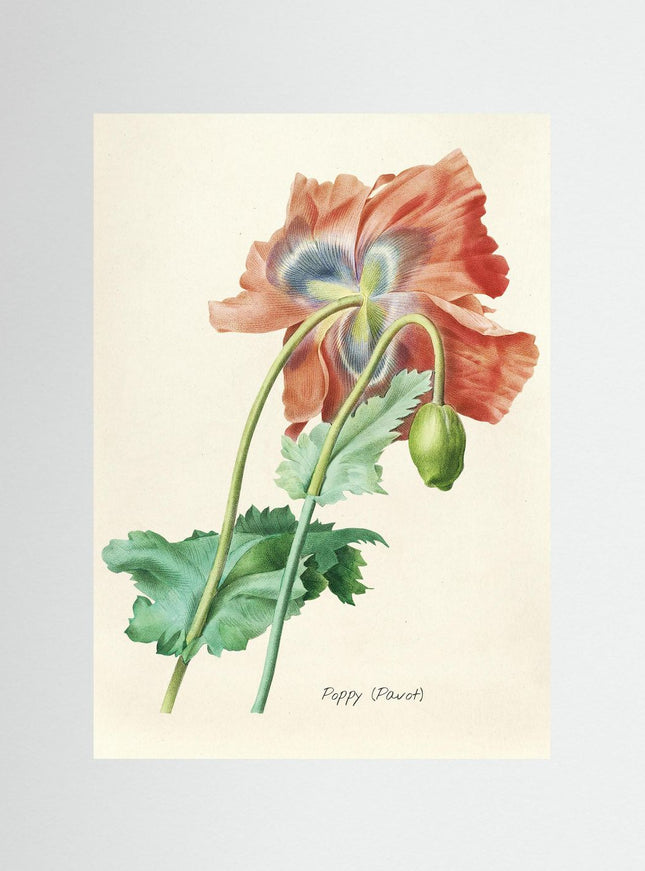 Vintage Poppy Botanical Illustration Print - Framzio