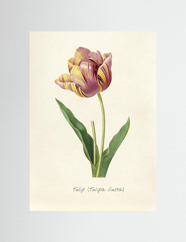Vintage Tulip Botanical Print | Tulipa Culta Art Poster - Framzio