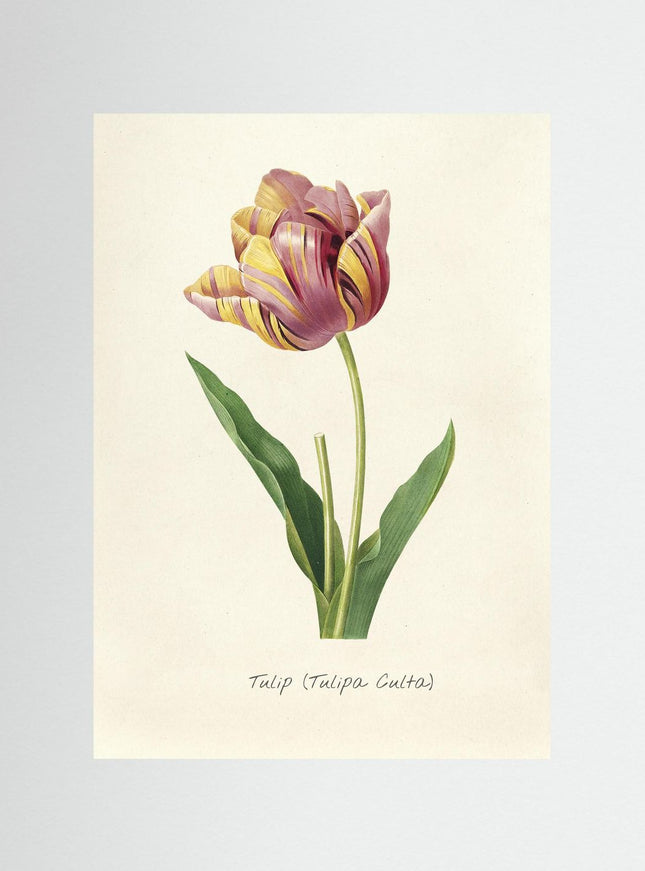Vintage Tulip Botanical Print | Tulipa Culta Art Poster - Framzio