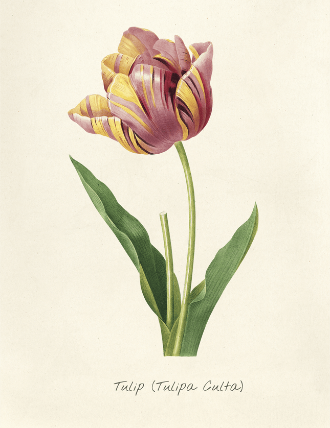 Vintage Tulip Botanical Print | Tulipa Culta Art Poster - Framzio